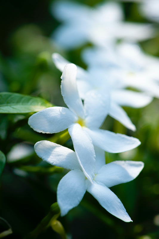 jasmine flowers