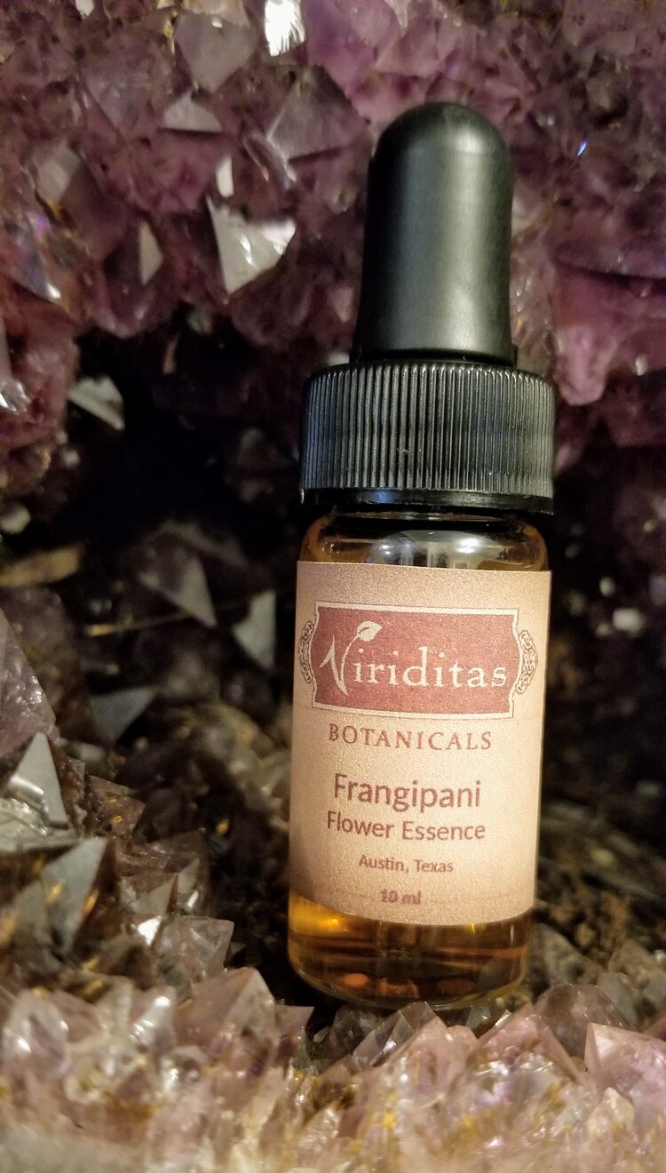 Frangipani Flower Essence 10 ml - Libertine x Viriditas Botanicals