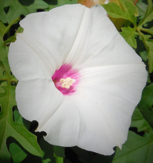 Alamo Vine Flower Essence - Libertine x Viriditas Botanicals 