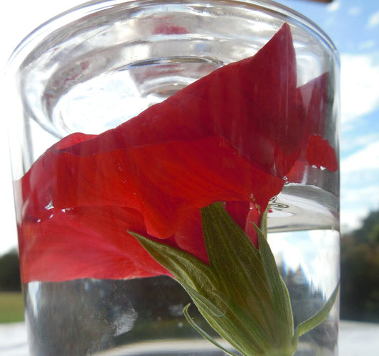 Hibiscus Flower Essence, Organic - Libertine x Viriditas Botanicals