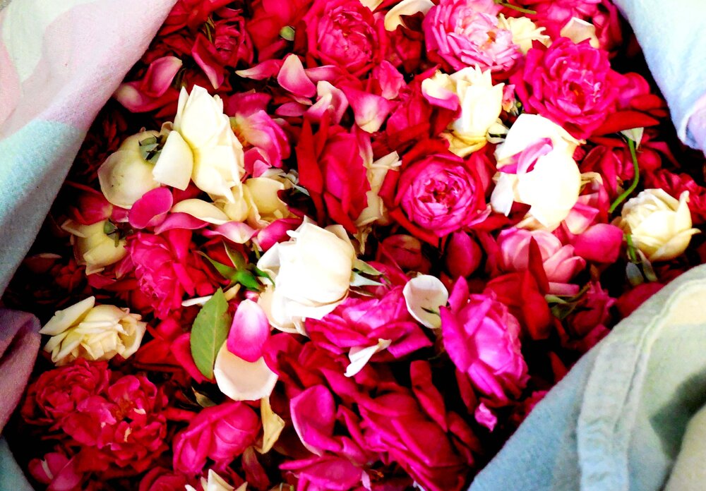 Fresh Rose Hydrosol - Libertine x Viriditas Botanicals