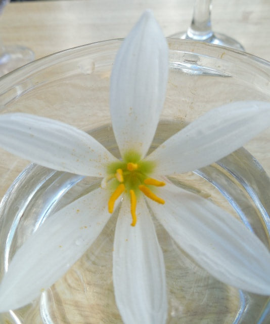 lily of the valley flower essence Zephranthes