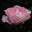 Holistic Wellness & Botanical Perfume Studio logo