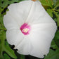 Alamo Vine Flower Essence - Libertine x Viriditas Botanicals 