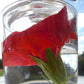 Hibiscus Flower Essence, Organic - Libertine x Viriditas Botanicals 