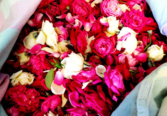 Fresh Rose Hydrosol - Libertine x Viriditas Botanicals